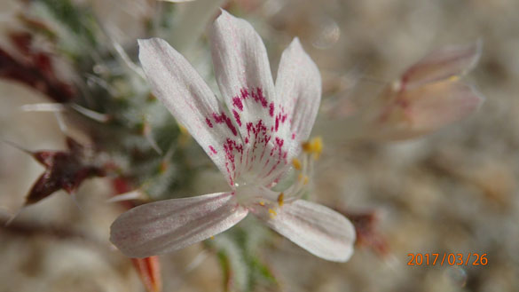  Loeseliastrum schottii